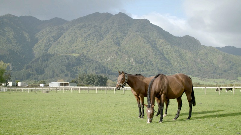 Mount Te Aroha Mount Te Aroha